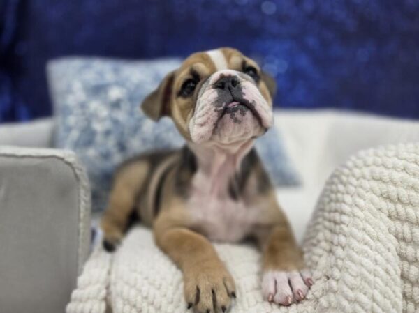 English Bulldog - 14020 photo 2