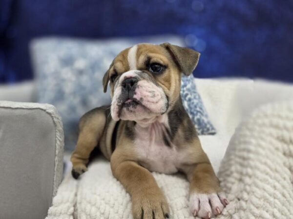 English Bulldog - 14020 photo 5