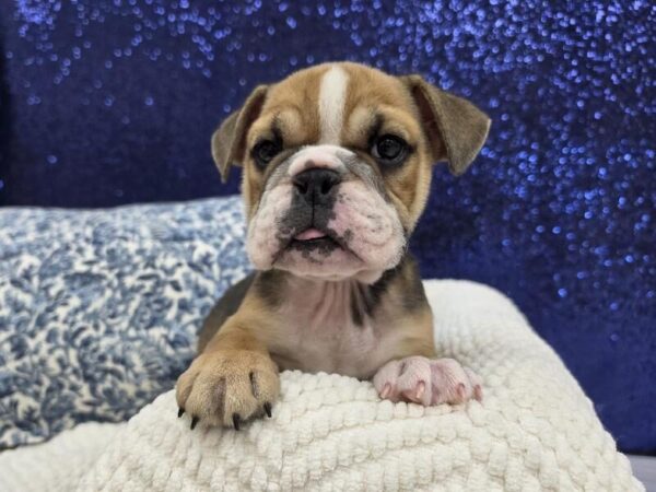 English Bulldog - 14020 photo 3