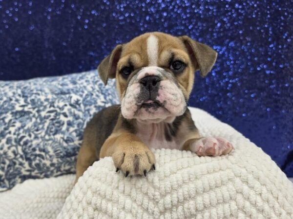 English Bulldog - 14020 photo 6