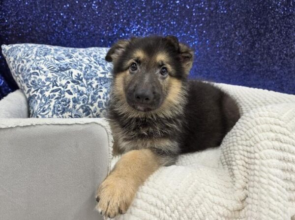 Black / Tan Male German Shepherd DOG