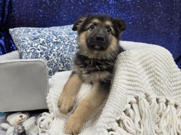 German Shepherd photo 2