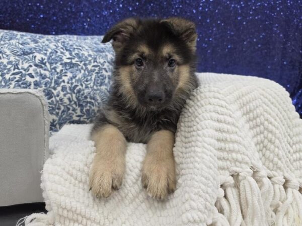 German Shepherd photo 3