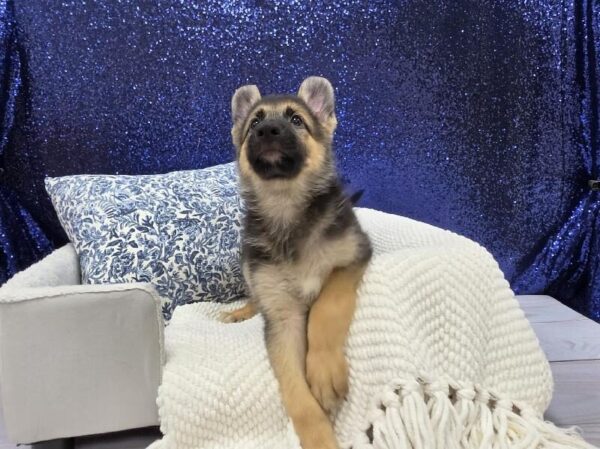 Black / Tan Female German Shepherd DOG