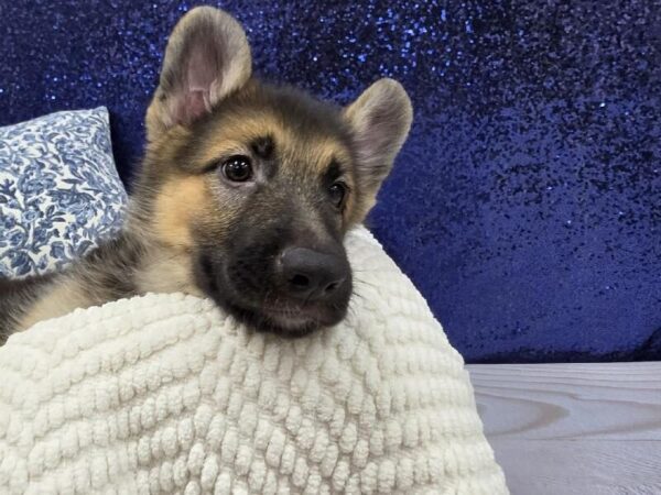 German Shepherd photo 2
