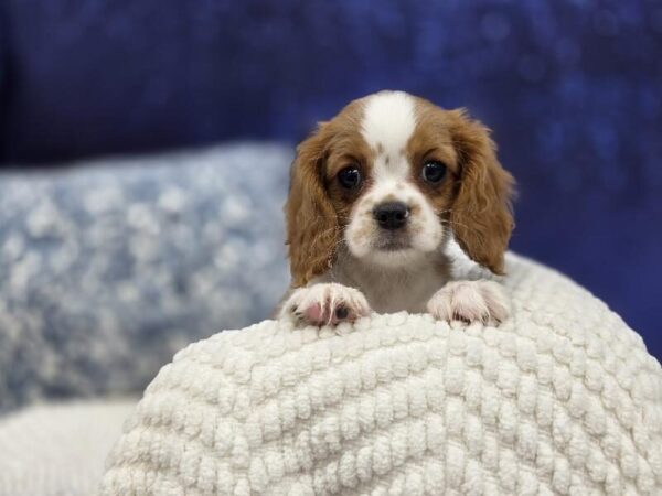 Blenheim Female Cavalier King Charles Spaniel DOG