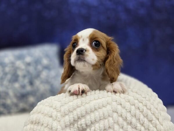 Cavalier King Charles Spaniel photo 2