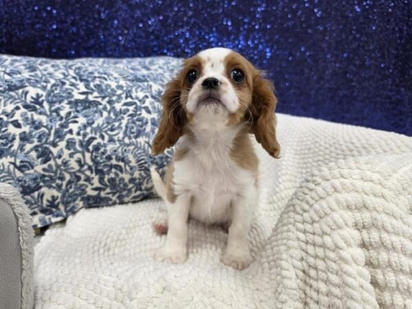 Cavalier King Charles Spaniel photo 3