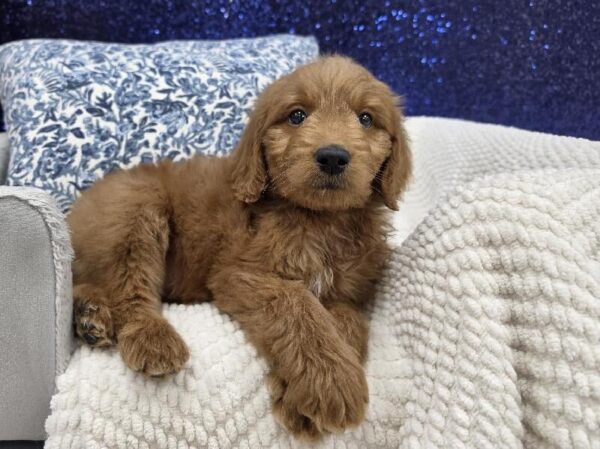 Golden Male Miniature Goldendoodle DOG