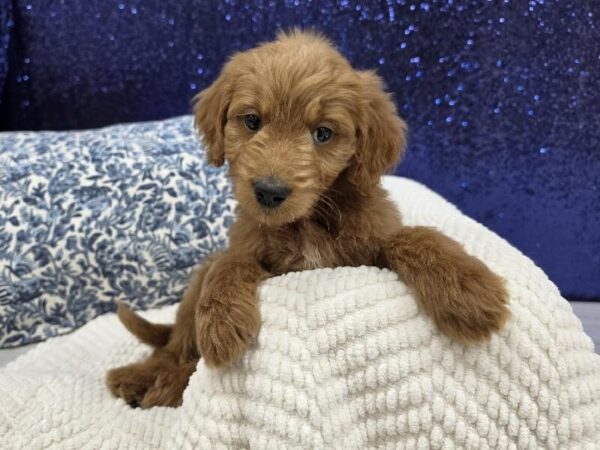 Miniature Goldendoodle photo 2