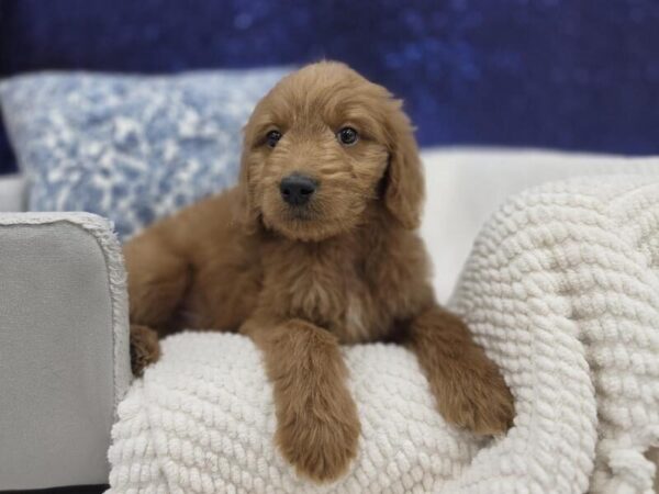 Miniature Goldendoodle photo 3