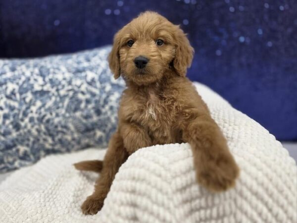 Miniature Goldendoodle photo 4