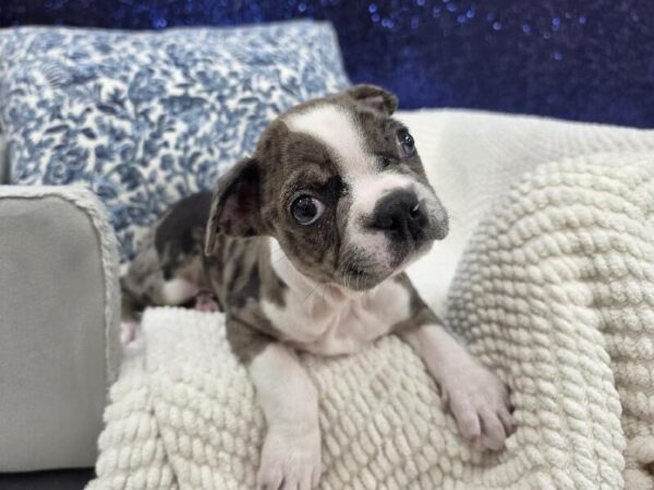 Blue Merle / White Male Boston Terrier DOG