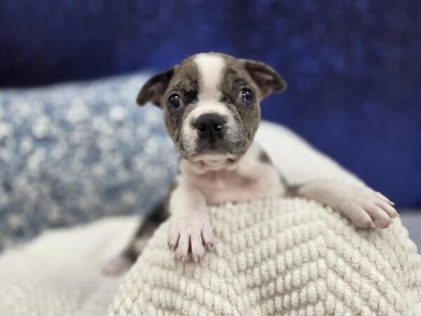 Boston Terrier photo 2