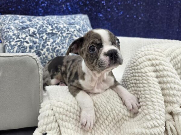 Boston Terrier photo 3