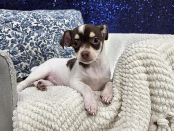 Chihuahua photo 2