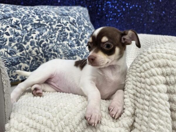 Chihuahua photo 3
