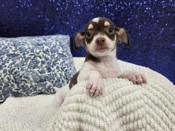 Chocolate / White Female Chihuahua DOG