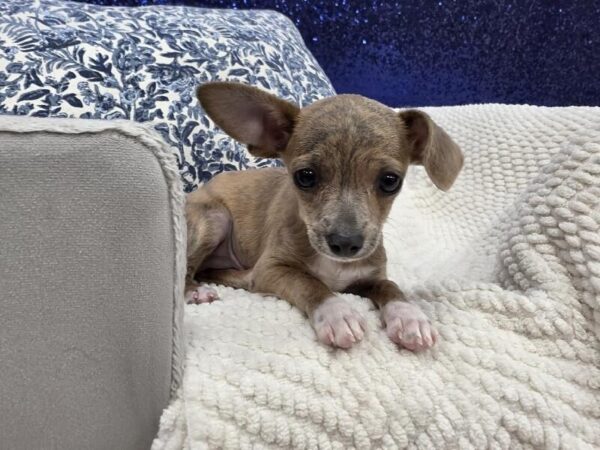 Chihuahua photo 3
