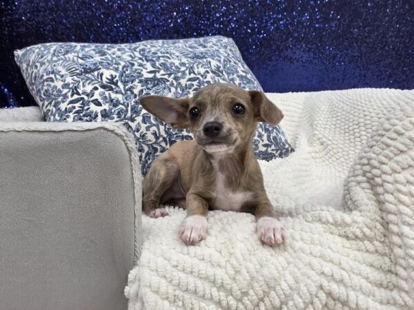 Chihuahua photo 2