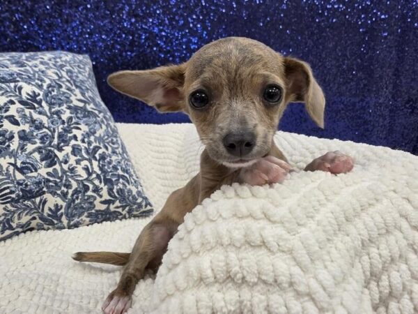 Brindle Male Chihuahua DOG