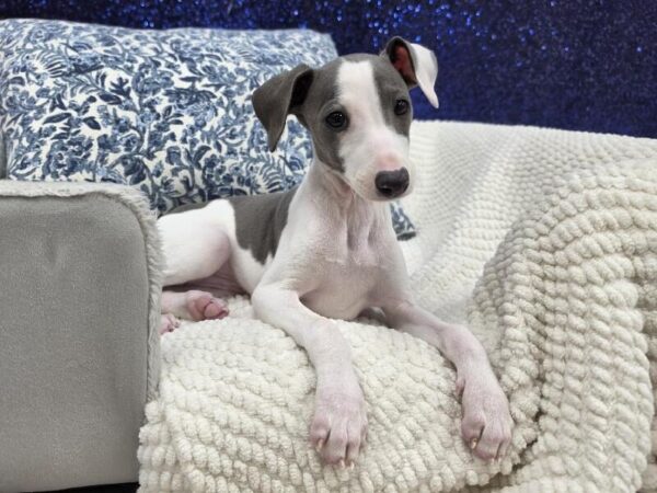 Italian Greyhound photo 2