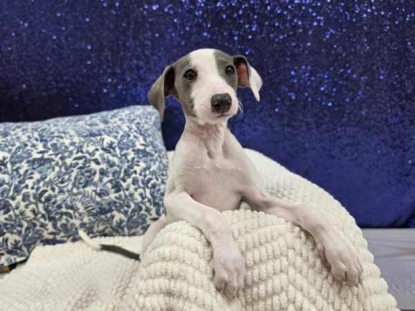 Seal / White Female Italian Greyhound DOG