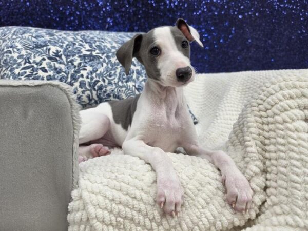 Italian Greyhound photo 3