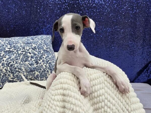 Italian Greyhound photo 4