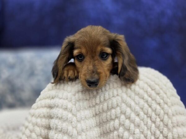Dachshund photo 2