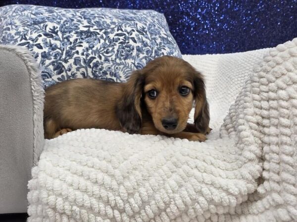 Dachshund photo 3