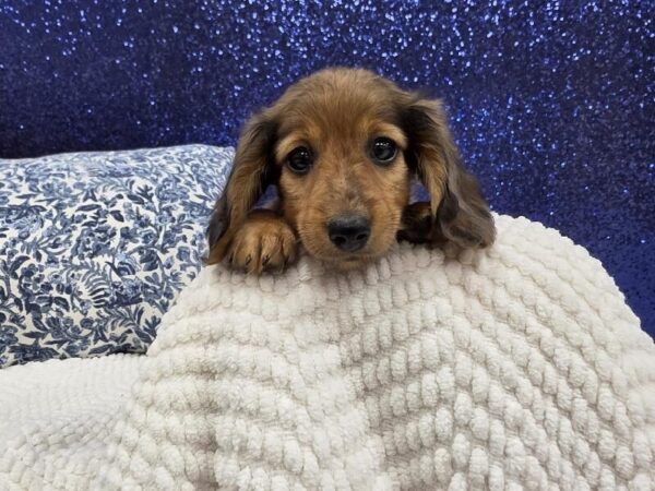Wild Boar Male Dachshund DOG