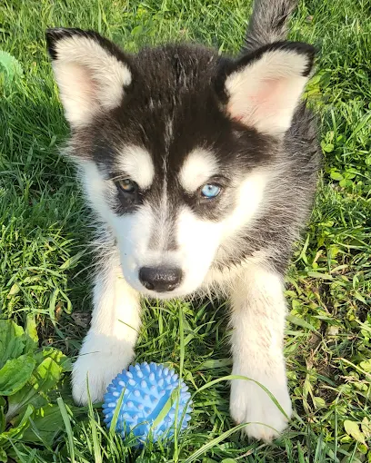A husky puppy enjoying playtime outside