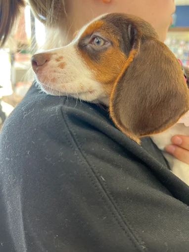 A puppy resting comfortably with a caregiver
