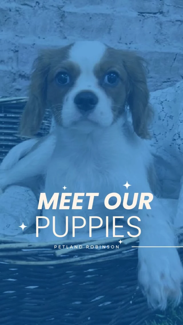 There’s nothing like meeting your perfect match in person! Stop by Petland Robinson to spend time with our adorable little ones and take advantage of special offers happening now. Love is waiting—come in and see for yourself!

#robinsonpa #steelcity #pittsburghpa #puppylove