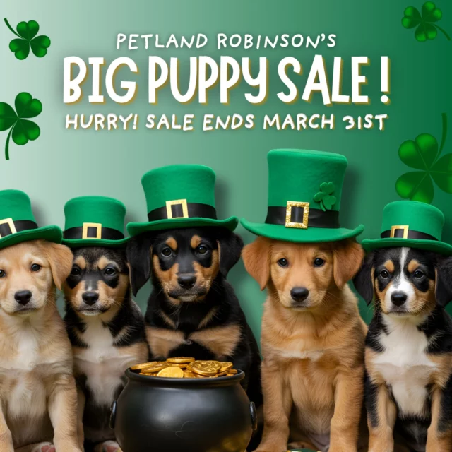 A New Season, A New Best Friend! 🌷 Warmer days and wagging tails await! Come say hello to some of the sweetest little companions you’ll ever meet.

📍 1530 Park Manor Blvd, Pittsburgh, PA 15205
📞 (412) 499-3891
🔗 tinyurl.com/yewctwnc