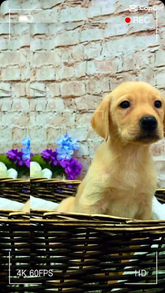 The sweet puppies are ready to brighten up your day! Visit them today and find your new furry friend! 💙
