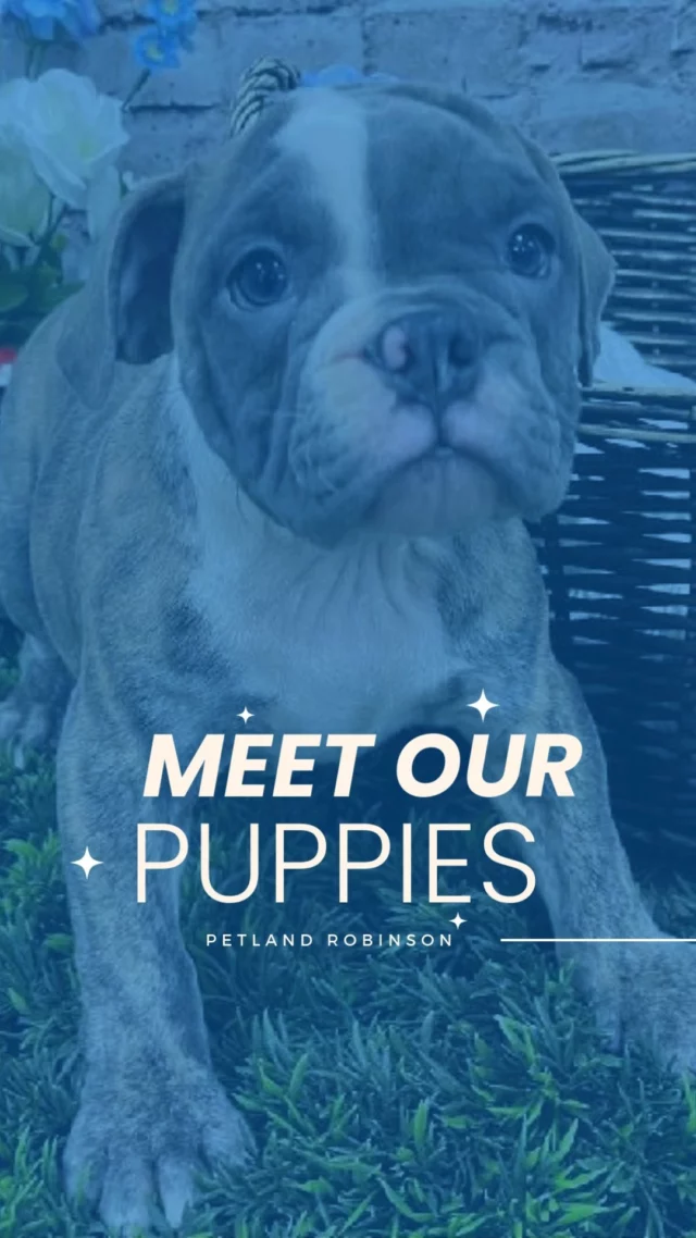 Spring is the perfect time to stop by Petland Robinson and enjoy some quality time with our adorable little companions! Whether you're looking for a new best friend or just want to enjoy some cuddles, our friendly team is here to help make your visit special. Plus, don’t miss out on our exciting spring sale happening now! Visit us today and experience the joy waiting for you.

📍 1530 Park Manor Blvd, Pittsburgh, PA 15205
📞 (412) 499-3891
🔗 tinyurl.com/yewctwnc