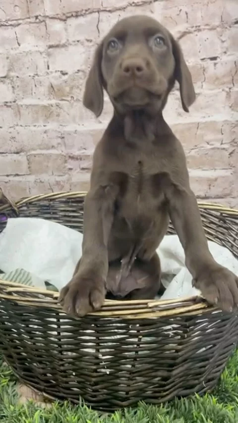 Our adorable female #chocolatelab is ready to cast a spell of love on your heart! Come meet her today! 

#dogs #labradorpuppy #chocolatelab #cute #viral #dog #steelcity