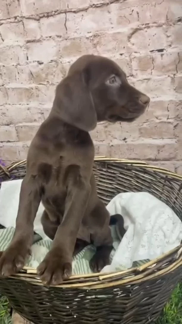 Our adorable female #chocolatelab is ready to cast a spell of love on your heart! Come meet her today!

#dogs #labradorpuppy #chocolatelab #cute #viral #dog #steelcity