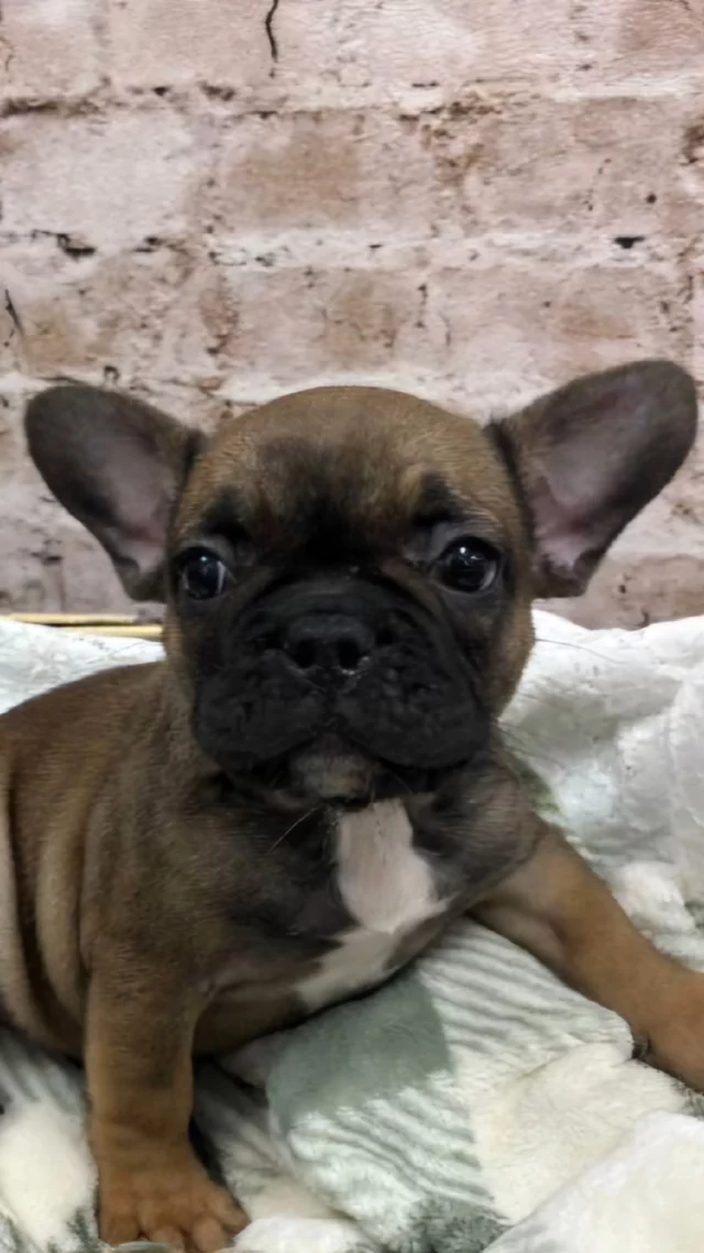 This adorable breed is instantly recognizable with their compact size, muscular build, and unique bat-like ears. Their expressive faces, adorned with large, round eyes and a smushed nose, add to their undeniable appeal. Beyond their appearance, the French Bulldog temperament is playful, affectionate, easygoing, and alert. Frenchies are relatively low-maintenance dogs who require only moderate exercise and grooming. 

📍 1530 Park Manor Blvd, Pittsburgh, PA 15205
📞 (412) 499-3891
🔗 Link in Bio
#steelcity #pittsburghpa #robinsonpa #frenchie #frenchbulldogpuppy
