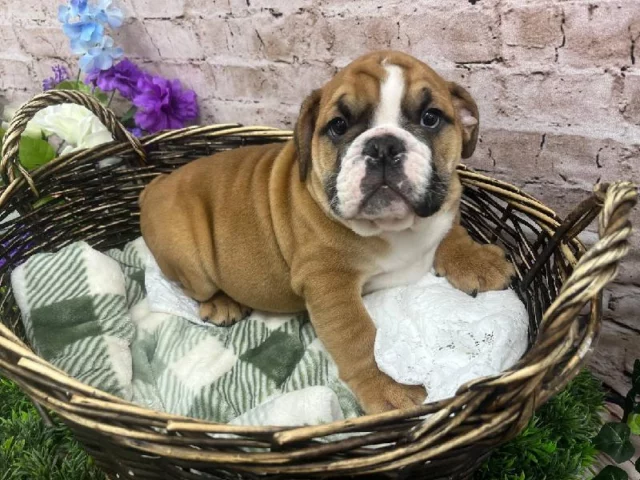 Wiggly tails, happy faces, and lots of love—come say hello!

📍 1530 Park Manor Blvd, Pittsburgh, PA 15205
📞 (412) 499-3891
🔗 tinyurl.com/yewctwnc