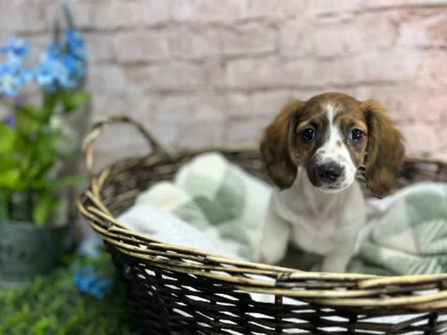 Hop into the season with a visit to our cuddliest crew!

📍 1530 Park Manor Blvd, Pittsburgh, PA 15205
📞(412) 499-3891
🔗 tinyurl.com/yewctwnc