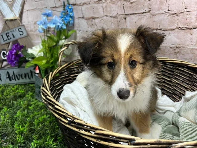 Hop into spring with some sweet savings—your new best friend is waiting! 🐰🌸

📍 1530 Park Manor Blvd, Pittsburgh, PA 15205
📞(412) 499-3891
🔗 tinyurl.com/yewctwnc