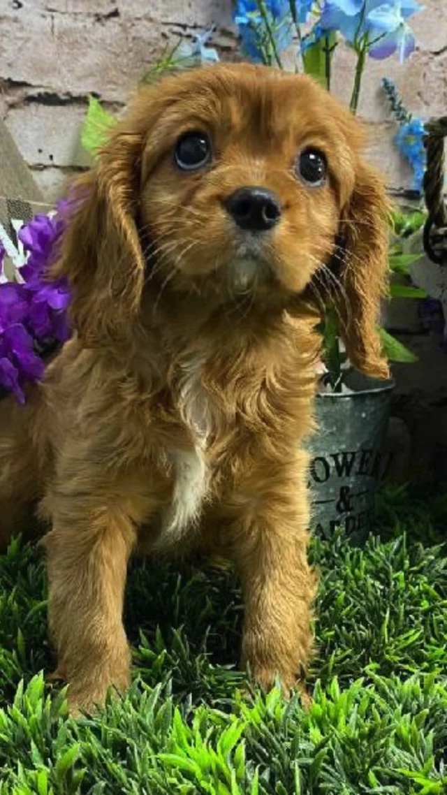 🌼 April Adventures Start Here!
Spring is in full bloom, and so are the wagging tails and happy faces waiting to meet you. Stop by and find your newest reason to smile this season!

📍 1530 Park Manor Blvd, Pittsburgh, PA 15205
📞(412) 499-3891
🔗 tinyurl.com/yewctwnc