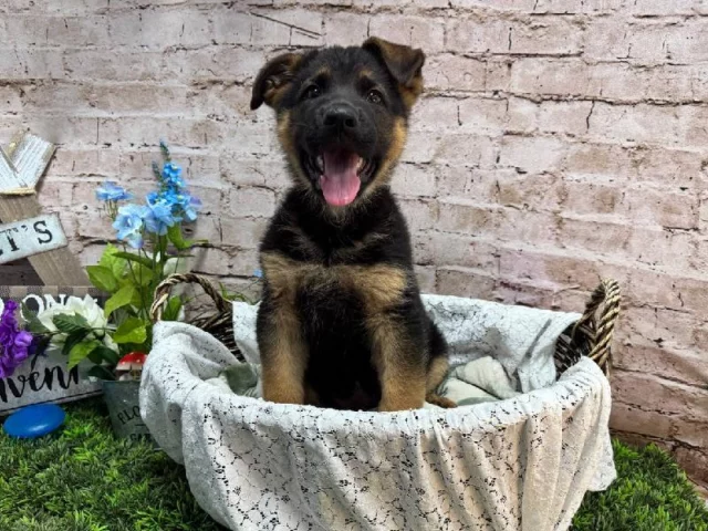 The cuddliest crew in town is waiting for you at Petland Robinson!

📍 1530 Park Manor Blvd, Pittsburgh, PA 15205
📞(412) 499-3891
🔗 Link in Bio
 #steelcity #pittsburghpa #robinsonpa