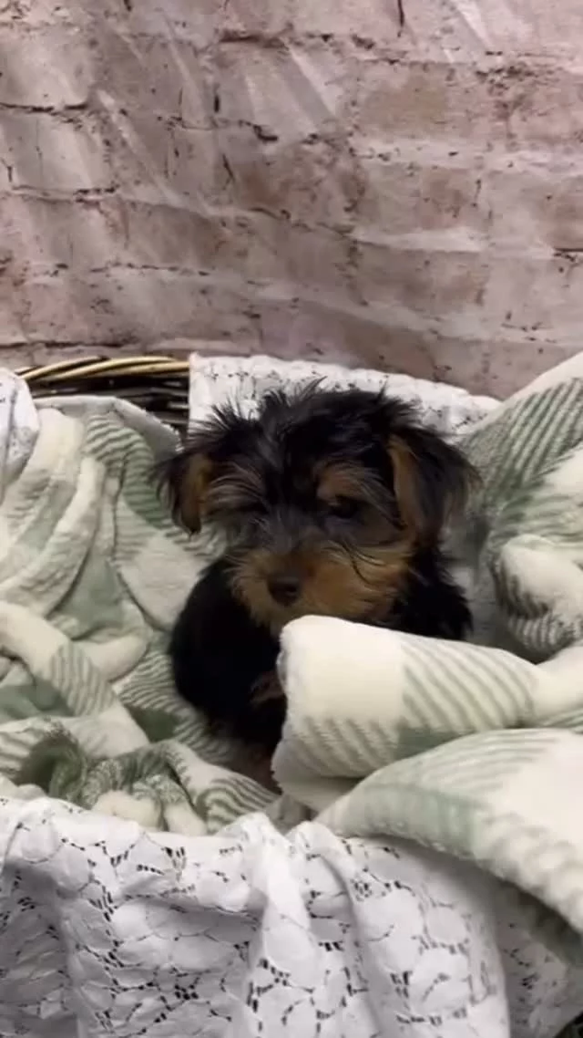 "All you have to do is just meet me at #PetlandRobinson" 💙

#robinsonpa #alleghenycounty #pittsburgh #yorkie #yorkshire #yorkshireterriers #yorkshireterriersofinstagram
