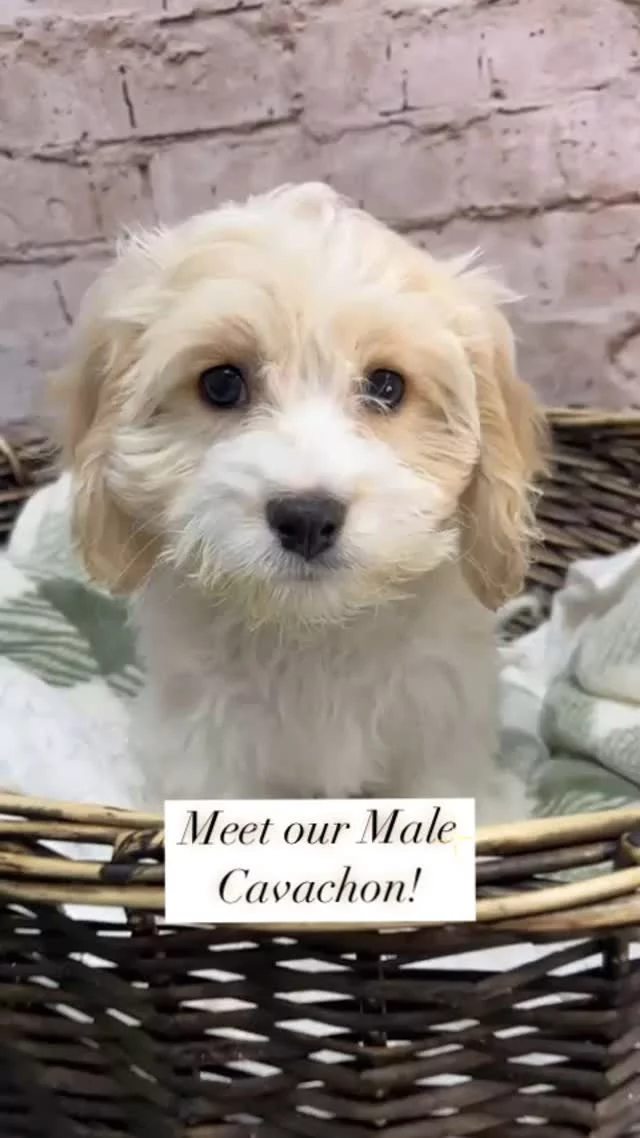 🐣 Somebunny's looking extra sweet for Easter at Petland Robinson! 🌷 Meet this adorable male Cavachon, who's ready to fill your basket (and your heart!) with more joy than any chocolate bunny ever could. Just look at that fluffy face! 

#cavachon
#cavachonpuppy
#cavachons
#cavachonlove
#robinsonpa
#robinsontownship
#robinsontowncentre
#412 #westernpa #steelcity #pittsburghdogs #pghdogs #412dogs #visitpittsburgh #pghlocal