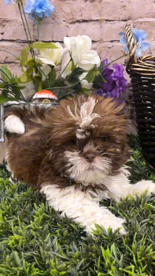 While their name means “little lion,” there’s nothing fierce about the Shih Tzu. Friendly and affectionate, they’ve made themselves comfortable on the laps of people from all walks of life since ancient times. Today, these little dogs have found their way into homes as family companions, cherished for their small size, devoted temperament, silky and low-shedding coat, and adaptability to different living environments, including apartments.

📍 1530 Park Manor Blvd, Pittsburgh, PA 15205
📞(412) 499-3891
🔗 Link in Bio
#shihTzupuppy #ShihTzulove #robinsonpa #steelcity #pittsburghpa