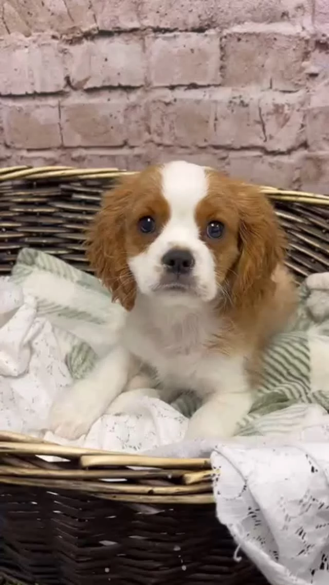 This face? We just can't get enough of it. 😍 Our handsome #cavalier gets away with everything around here! #cavaliercommunity #cavalierlover #cavalierking #cavalierpuppy #robinsonpa #steelcity #pgh